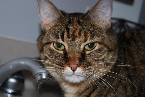 /Images/uploads/Humane Society of Utah/HSU2018/entries/3911thumb.jpg
